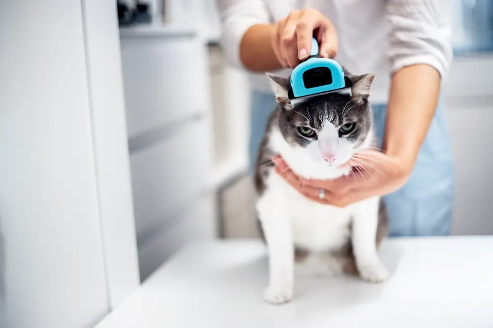 A cat being brushed by a groomer