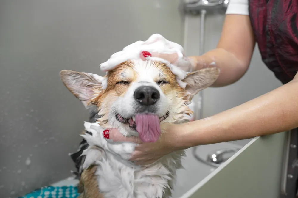 A happy dog being washed with pet-safe shampoo