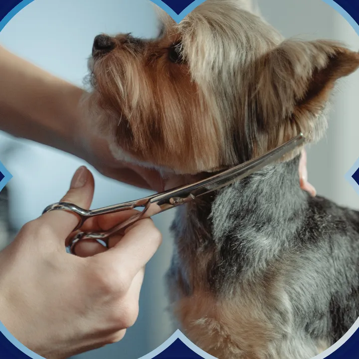 A groomer trimming a Yorkshire Terrier with scissors