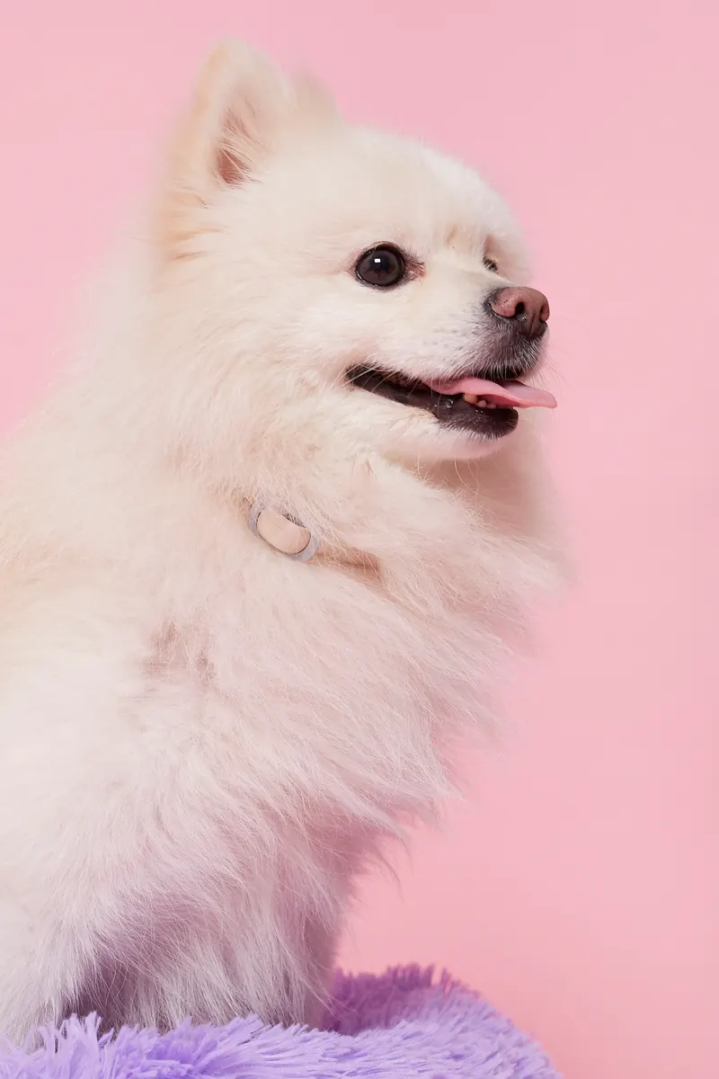 A happy white Pomeranian